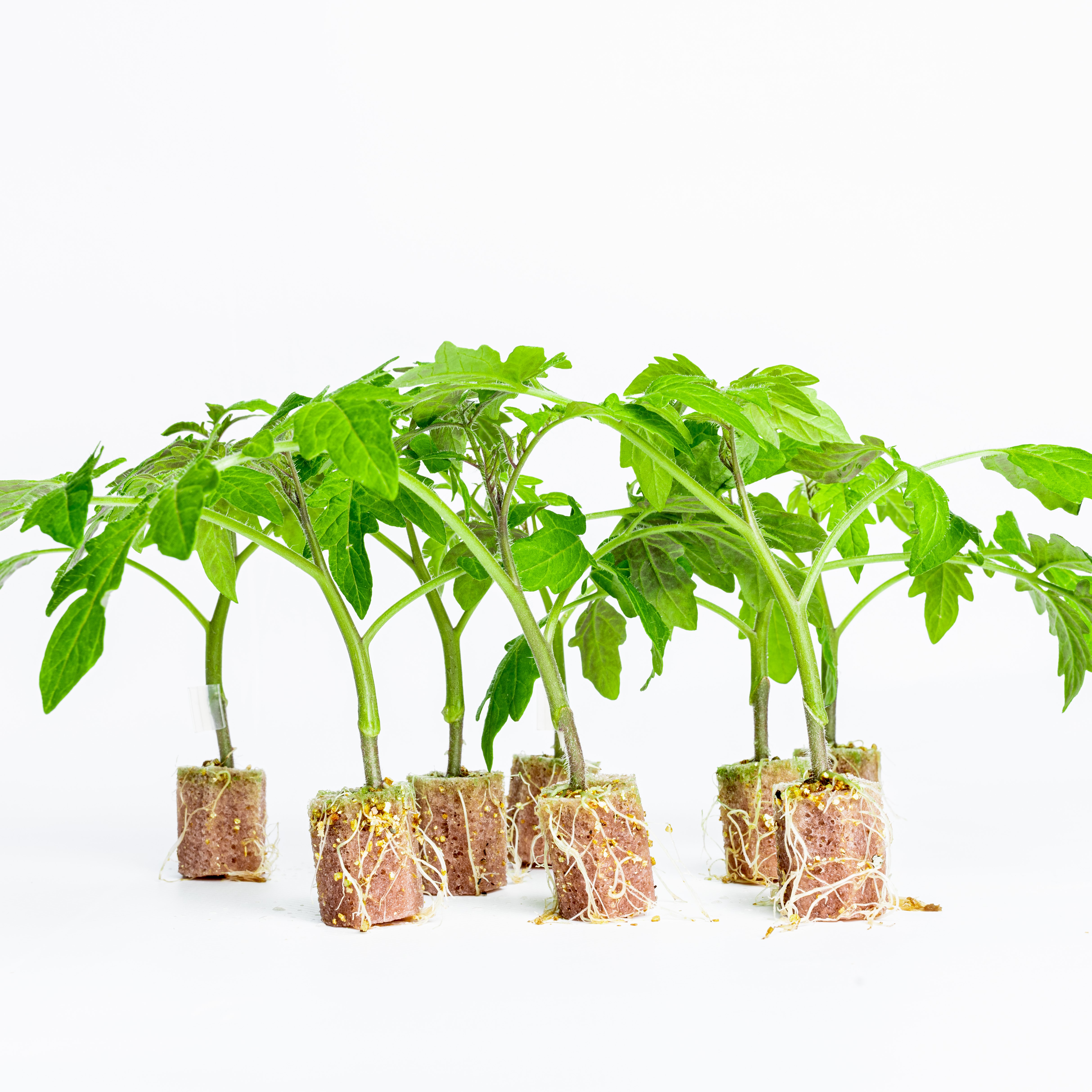 Groningen-based horticulture start-up receives 2 million for developing biodegradable foam substrate